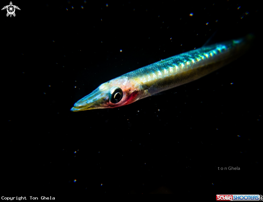 A Baby Baracuda
