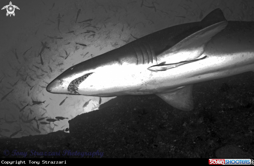 A Grey nurse shark