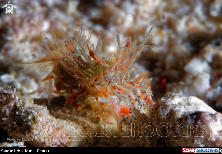 A Tiger shrimp