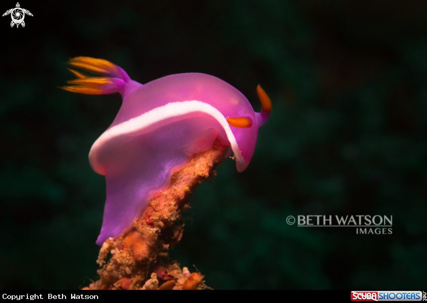 A Dorid Nudibranch