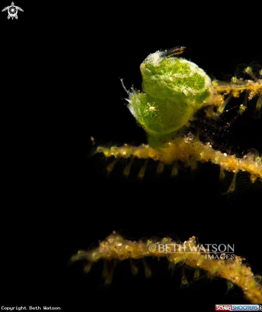 A Green Hairy Shrimp