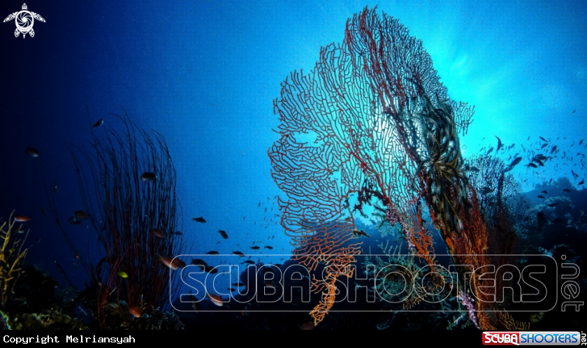 A Seafan