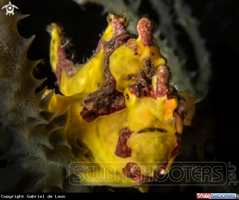 A Frog fish