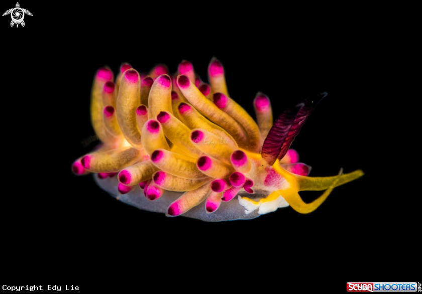 A Nudi