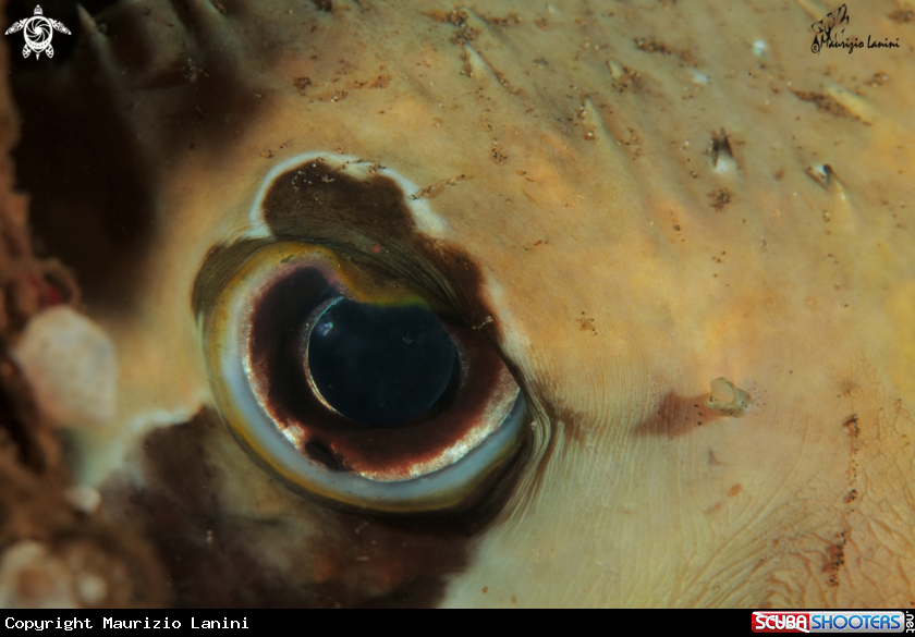 A Longspined porcupinefish 