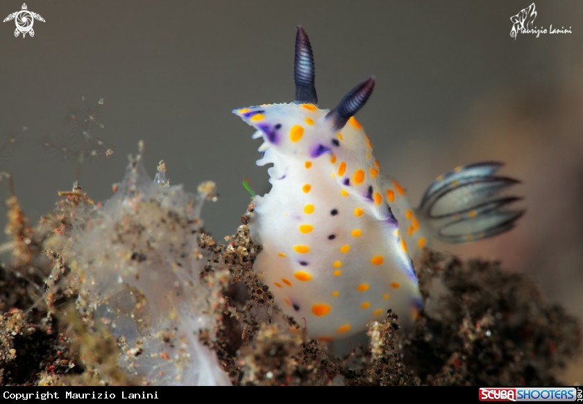 A Nudibranch