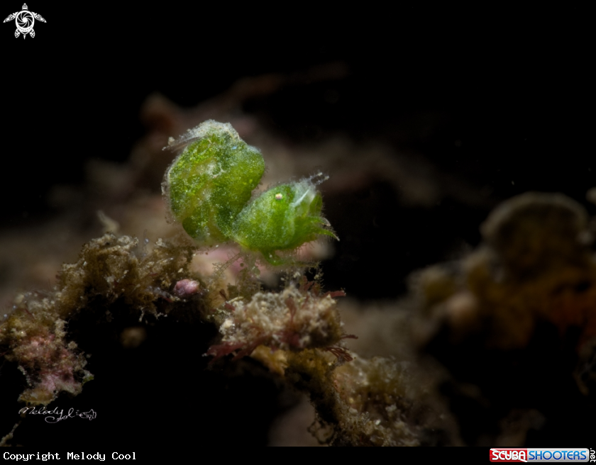 A Hairy Shrimp 