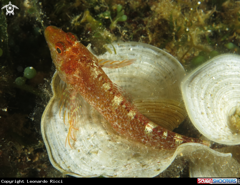 A Tripterygion tripteronotus