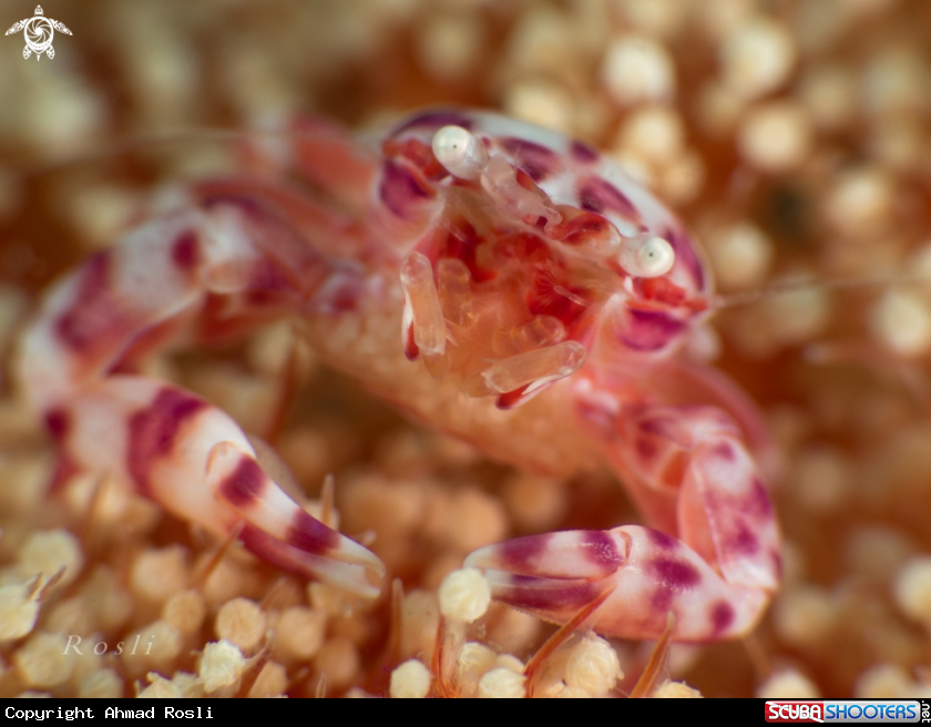 A Porcelain Crab