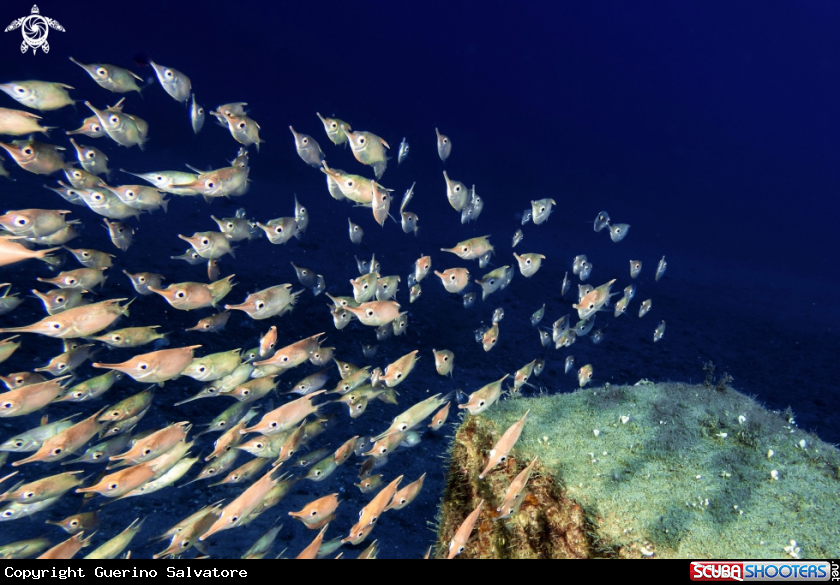 A Macroramphosus scolopax