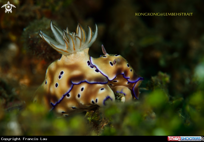 A Nudibranch
