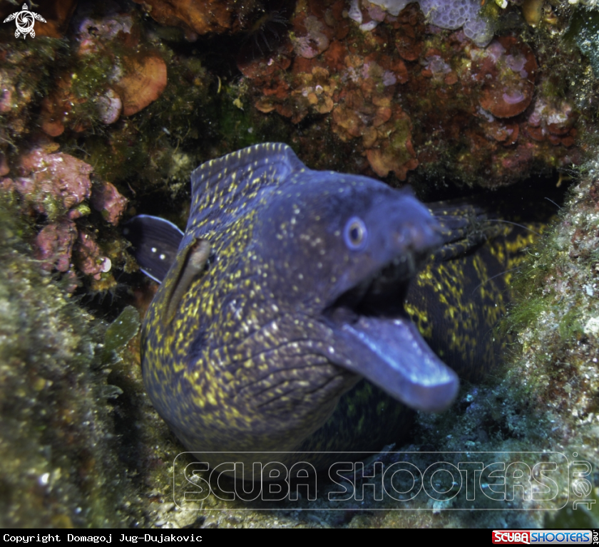 A moray