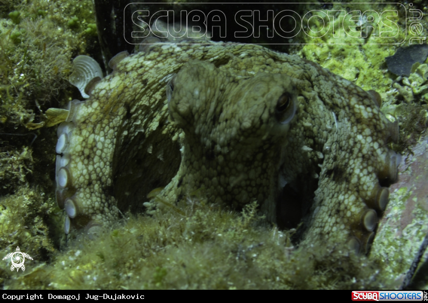 A octopus