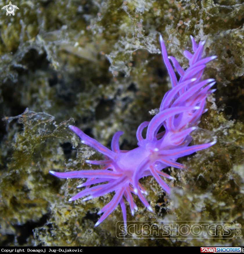 A flabellina
