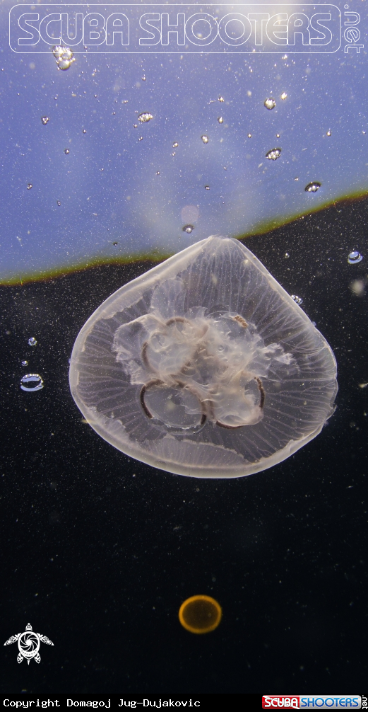 A jelly fish