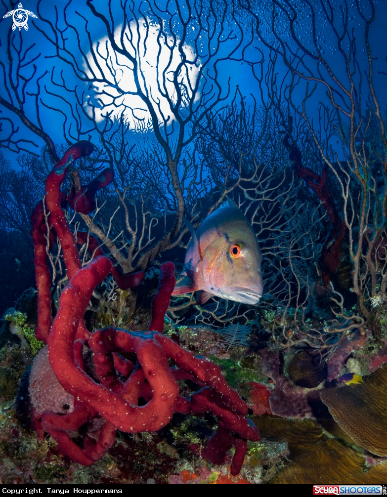 A Mutton Snapper
