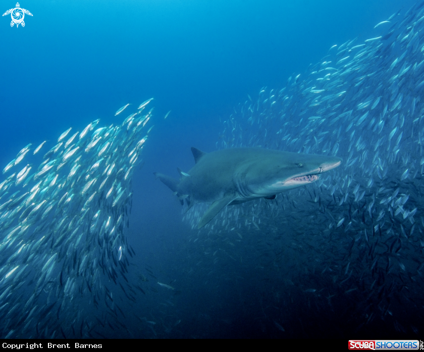 A Sand Tiger Shark