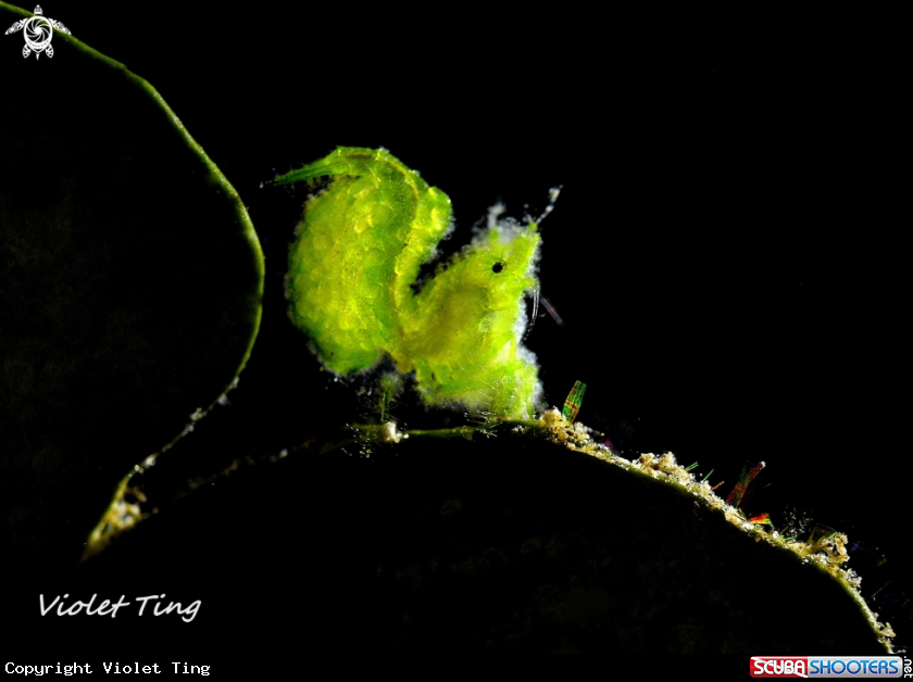A Hairy Shrimp