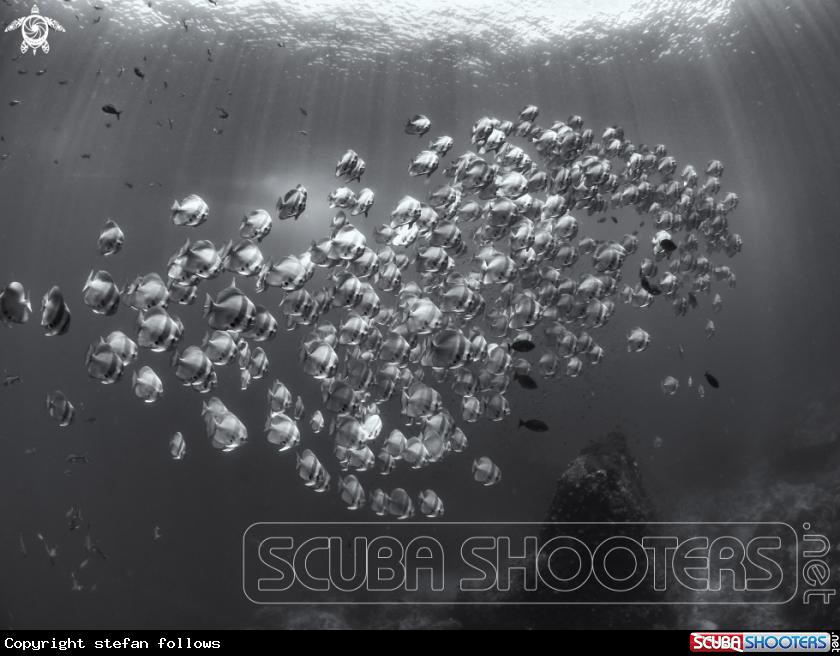 A Longfin Batfish