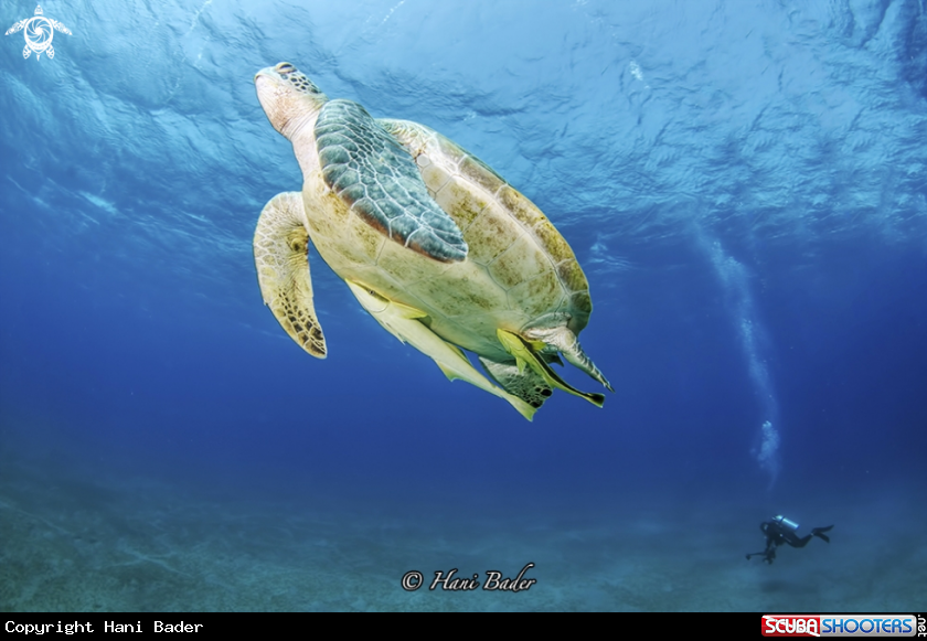 A greene turtle