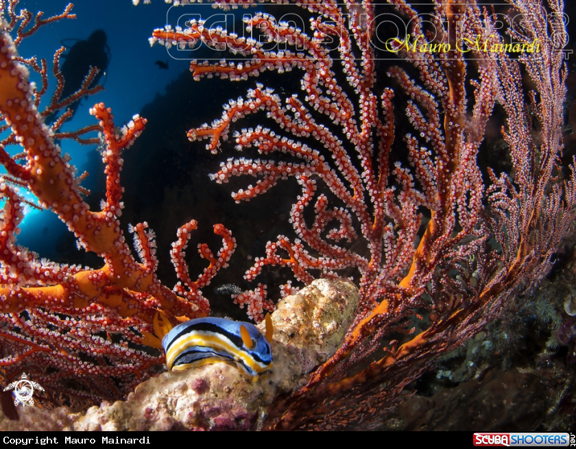 A Nudibranch and Seafan