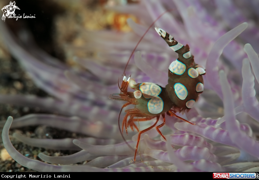 A Sexy anemone shrimp