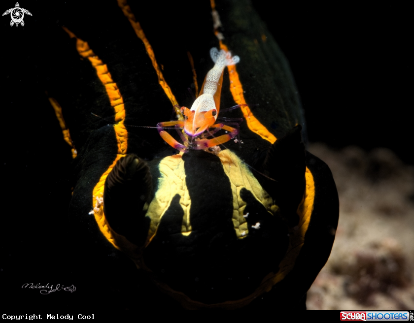 A Empire Shrimp 