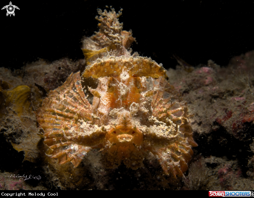 A Merlet's scorpionfish