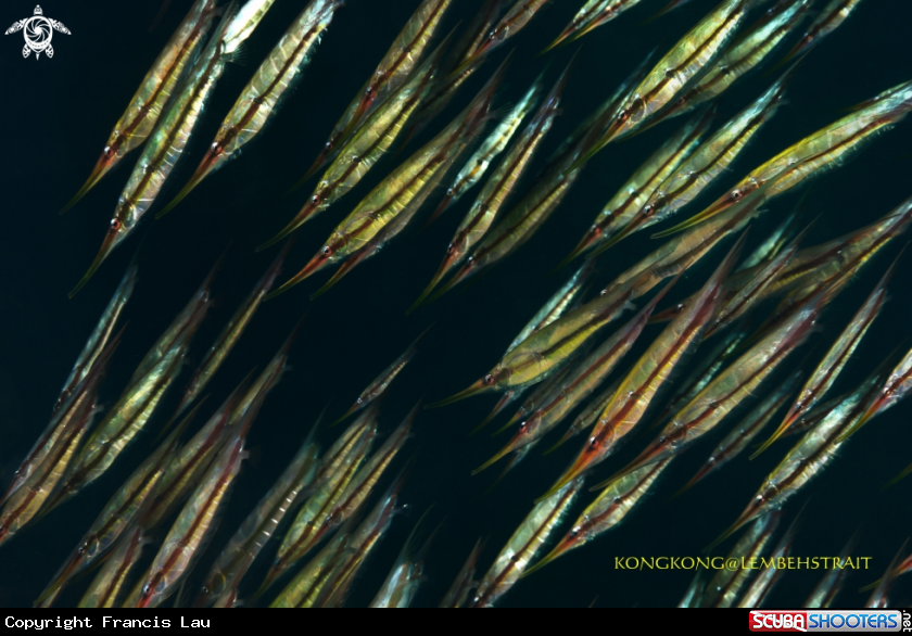 A Razorfish