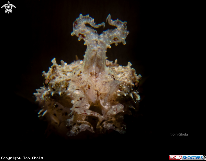 A  Cuttlefish