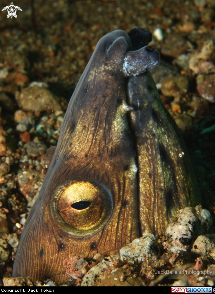 A Black finned Snake Eel