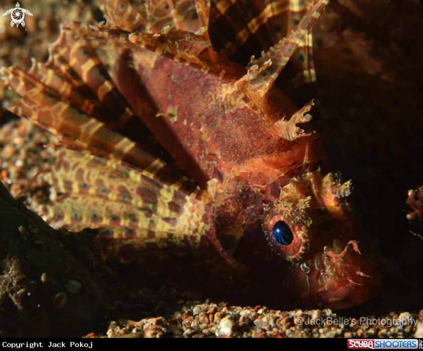 A Shortfin Lionfish