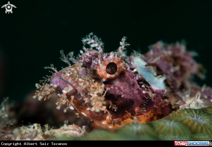 A Scorpion fish