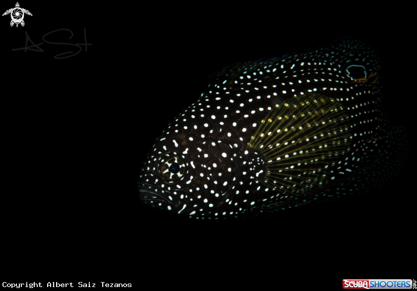 A Comet Fish