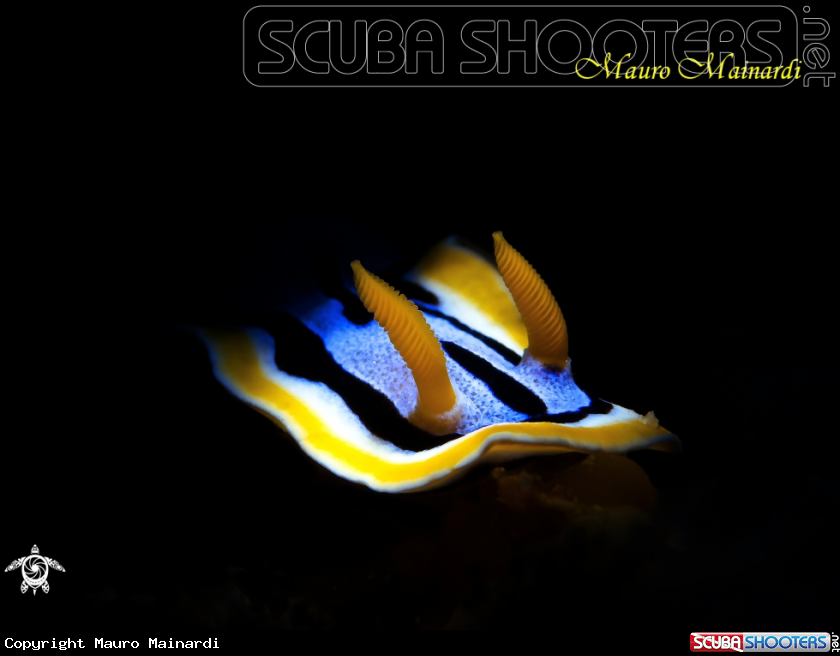 A Nudibranch