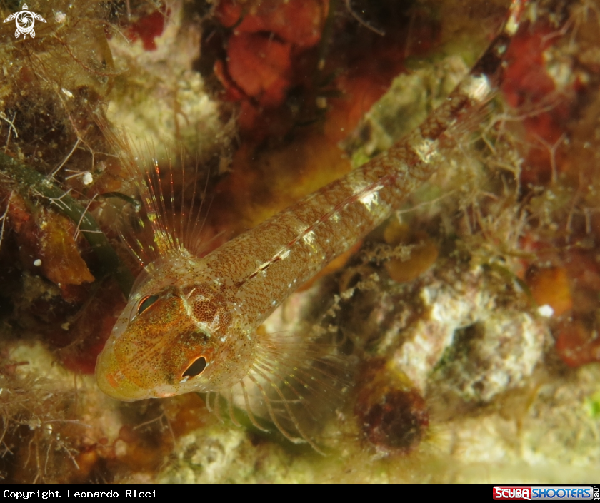 A Pesce peperoncino