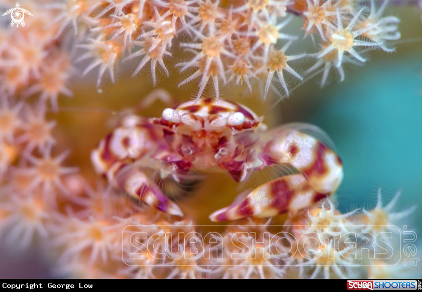 A Porcelain Crab