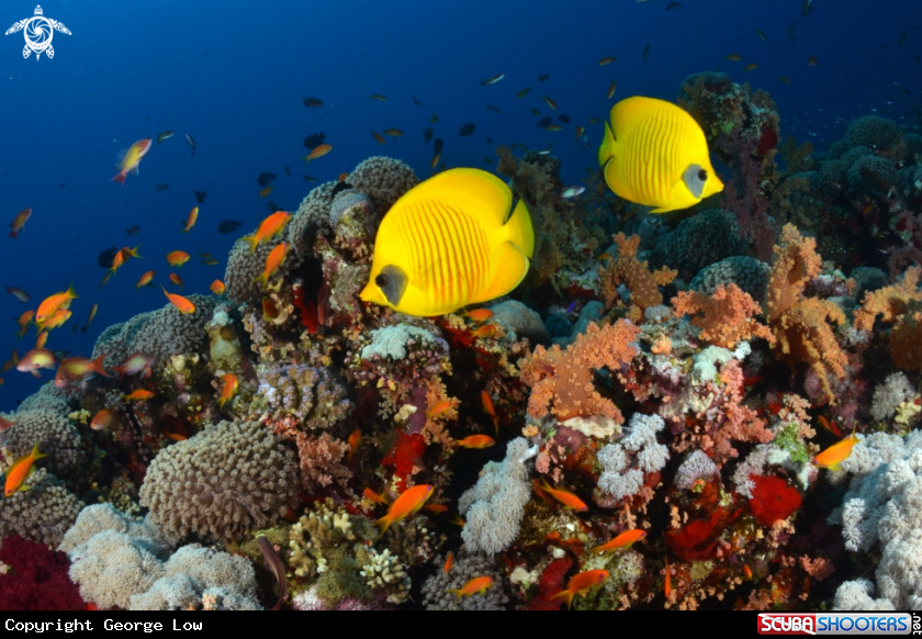 A Red Sea Reef
