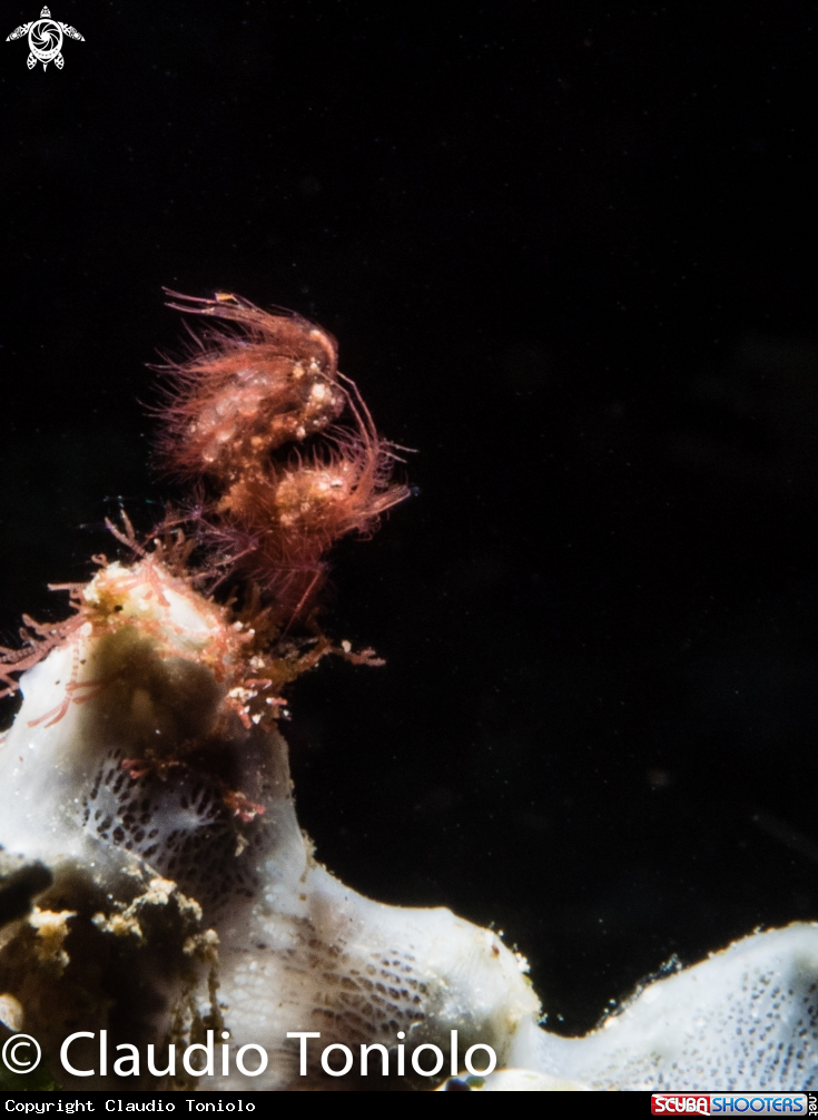 A Hairy Shrimp