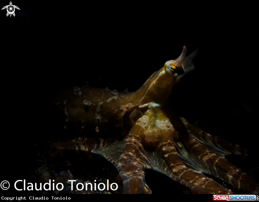 A Mimic Octopus