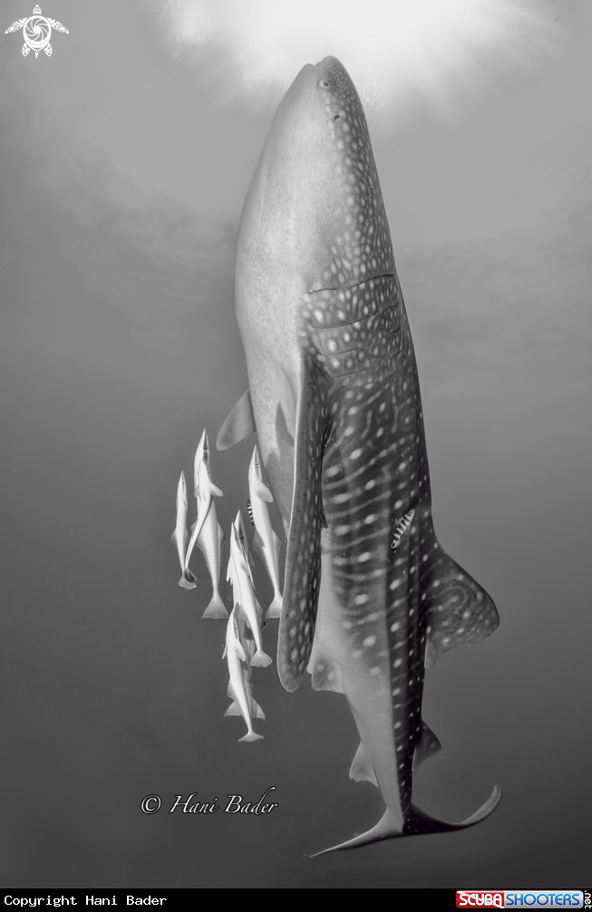 A white shark