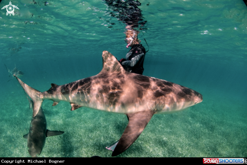 A Caribbean reef shark