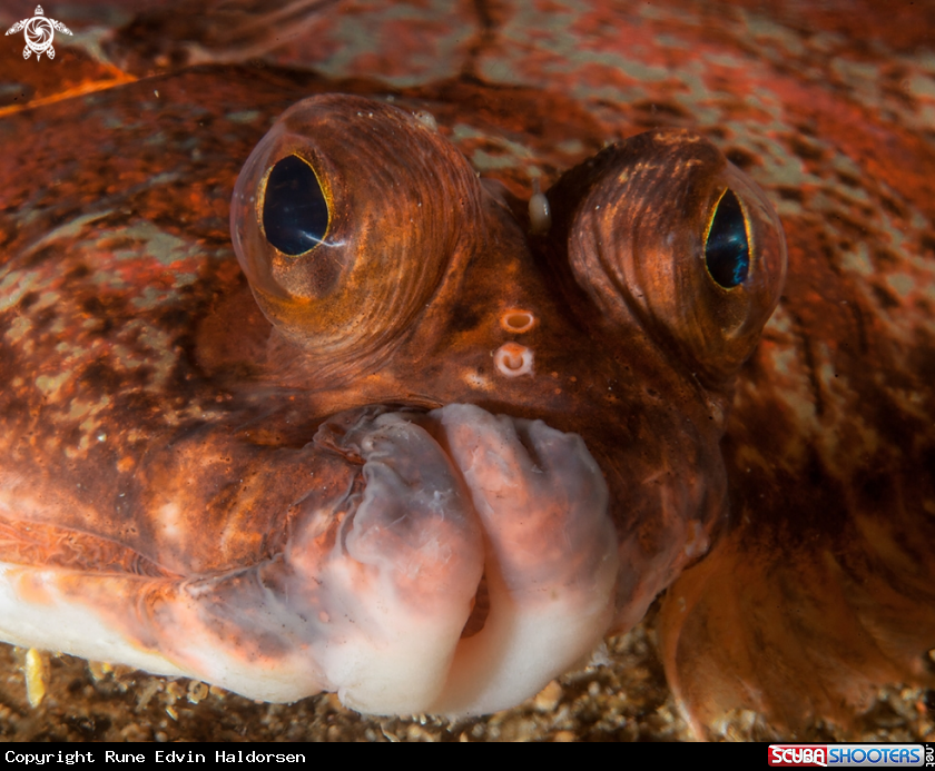 A Lemon Sole