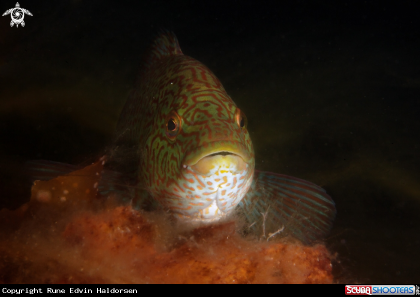A Ballan Wrasse