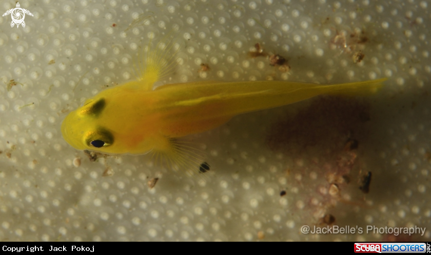 A Goby