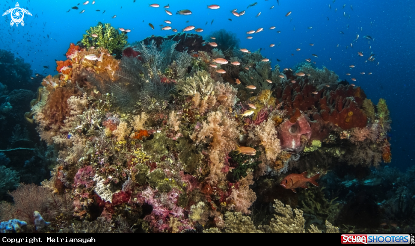 A Coral Reef