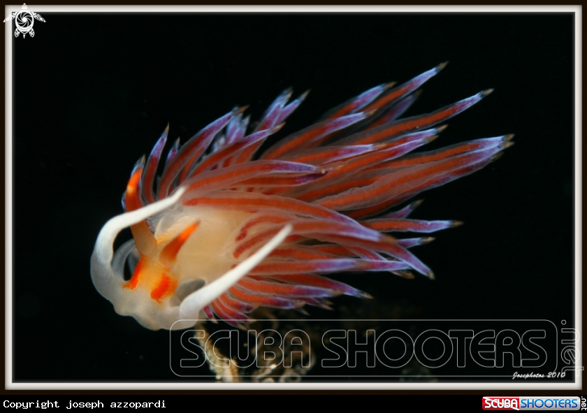 A nudibranch