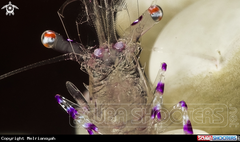 A Anemon Shrimp