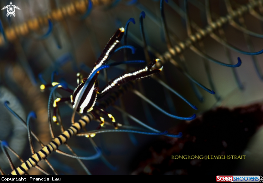 A Crinoid Squat lobster