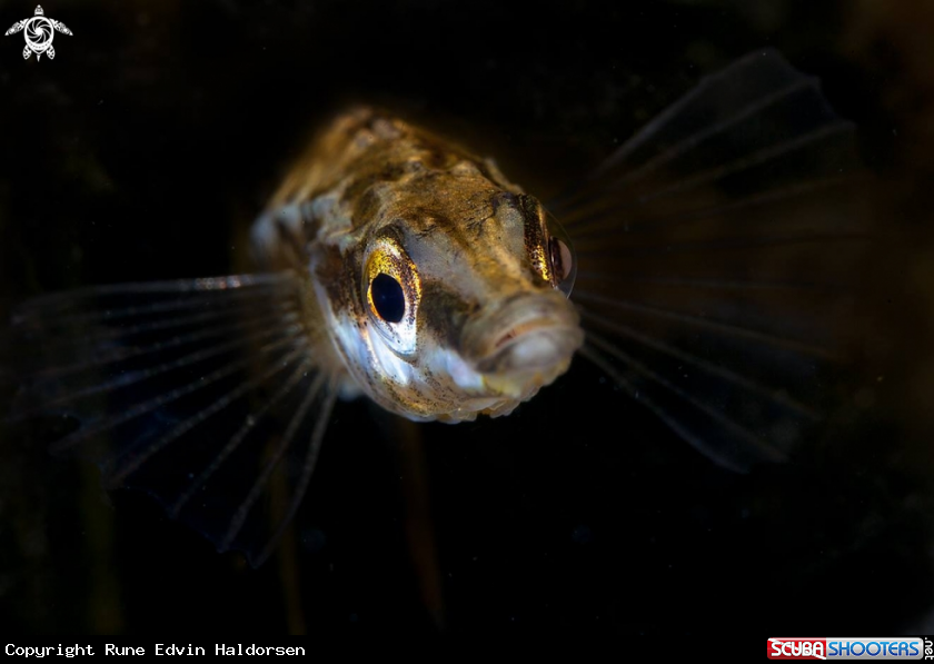 A Fifteen-spined stickleback